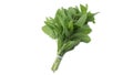 Vietnamese Mint in White Background