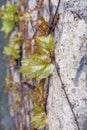 Green leafy vines