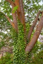 Green vines growing up a trunk of a tree Royalty Free Stock Photo