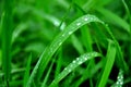 Green leafy, wet nature concept