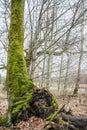 Green Leaning Tree Royalty Free Stock Photo