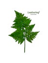 Green leatherleaf fern, hand draw vector.