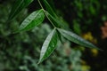 Green leathery lanceolate leaves on tip of Chinese Pistache tree, latin name Pistacia chinensis.