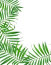 Green leavas of fern over white Royalty Free Stock Photo
