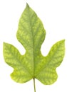 Green Leave