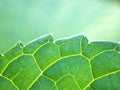 Green leave ,Abstract nature leaf texture nature blurred background ,freshness wallpaper concept ,soft focus, macro Royalty Free Stock Photo