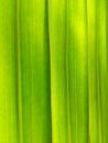 Green leave background and texture Royalty Free Stock Photo