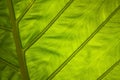 Green leave backlit by the sun Royalty Free Stock Photo