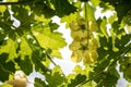 Green leave Balsam apple on blue Cloud sky background