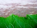 Green leave from below on the old wooden. Perspective effect. Background for your text. Royalty Free Stock Photo