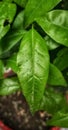 Green leave in the center of frame. Green leave. Smooth green leafs. Natural scenery of green plant and leaves. Water drops on lea Royalty Free Stock Photo