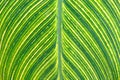 Green leave close up Royalty Free Stock Photo