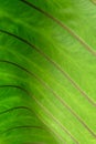 Green leave close up Royalty Free Stock Photo