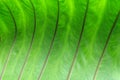 Green leave close up Royalty Free Stock Photo