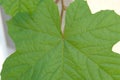 Green leave close up Royalty Free Stock Photo