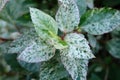 Green leave close up Royalty Free Stock Photo