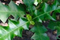 Green leave close up Royalty Free Stock Photo