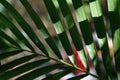 Green leave close up Royalty Free Stock Photo