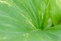 Green leave close up ,soft focus Royalty Free Stock Photo