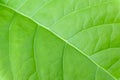 Green leave close up ,soft focus Royalty Free Stock Photo