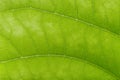 Green leave close up , soft focus Royalty Free Stock Photo