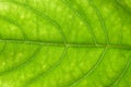 Green leave close up , soft focus Royalty Free Stock Photo