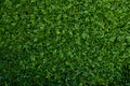 Green leave cover the wall Royalty Free Stock Photo