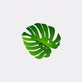 Green Leave In The Hand Isolated On Transparant Background Vector