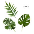 Green leave isolate on white background Royalty Free Stock Photo