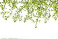 green leave isolate on white Royalty Free Stock Photo