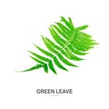 Green leave isolate on white background Royalty Free Stock Photo