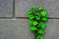 Green leave ivy covered concrete brick wall, texture background. Plant wall for air purifying. Green leave ivy wall absorption Royalty Free Stock Photo