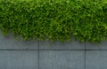 Green leave ivy covered concrete wall texture background. Plant wall for air purifying. Green wall ivy for reduce energy Royalty Free Stock Photo