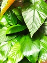 Green leave lili paris Indonesian plant Royalty Free Stock Photo
