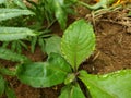 Green leave with morning dews. Royalty Free Stock Photo