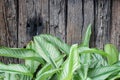 Green leave and old grunge wooden texture in background Royalty Free Stock Photo