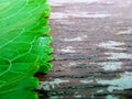 Green leave on the old wooden. Perspective effect. Background for your text. Royalty Free Stock Photo