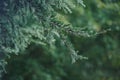 Green leafs pine tree with drop wate from rain Royalty Free Stock Photo