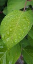 Green leave and rain Royalty Free Stock Photo