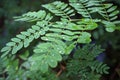 Green leave after the rain, with water drops Royalty Free Stock Photo