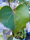 Green leave structure close up looks like heart