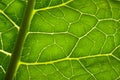 Green leave texture Royalty Free Stock Photo