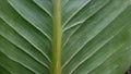 Green leave texture for background, close up tropical nature green leaf caladium frame Royalty Free Stock Photo