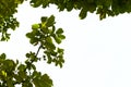 Green leave on tree isolated on white background