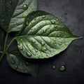 green leave with water drops on solid black textured scratch background. ai generative Royalty Free Stock Photo