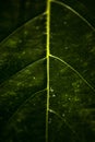 A green leave wet in rain Royalty Free Stock Photo