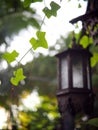 Green leave of wild ivy Gourd creeping in garden Royalty Free Stock Photo