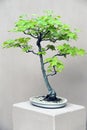 Green leaved Bonsai tree in white pot Royalty Free Stock Photo