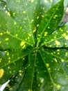 Green leaved plants