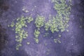 Green leaved plants under purple shimmering water in a swampy area Royalty Free Stock Photo